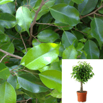 Ficus Benjamina Braid Plant 16-26inches takk Weeping Fig Benjamin Fig 1 Gallon Matur House live Plant Ht7 Best