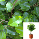 Ficus Benjamina Braid Plant 16-26inches takk Weeping Fig Benjamin Fig 1 Gallon Mature House live Plant Ht7