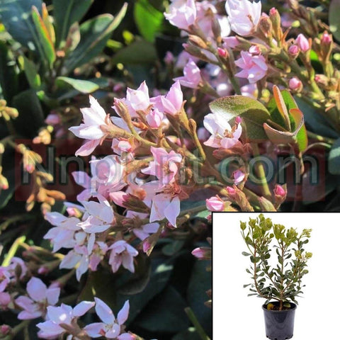 Rhaphiolepis Jack Evans 1 Gallon Pink Raphiolepis Indica Live Plant Fr7