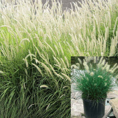 Miniature Fountain Grass 1Gallon Pennisetum Alopecuroides Grass Live Plant Ht7 Best
