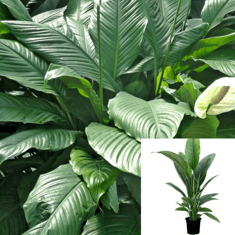rare peace lily Peace Lilypathiphyllum 5 Gallon Rare Peace Lilypathiphyllum Indoor Liv – NNplant