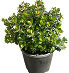 Escallonia Compacta 5Gallon Pot Dwarf Escallonia Plant Flower Red Outdoor Ht7