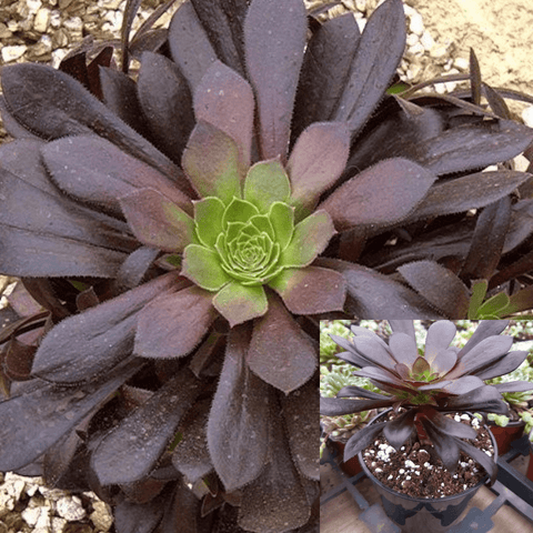 5Cuttings Aeonium Xpoldark Agavaceae Black Purple Succulent houseSucculent Plant Not Rooted