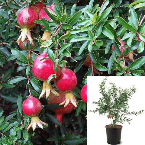 Punica Gran Wonderful Standard Tree 5Gallon Punica Granatum Foothill Early Plant Fruit Tree Live Plant