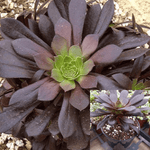 Aeonium Xpoldark Agavaceae Black Purple Succulent Drought Tolerant 4Inches Pot Houseplantsucculentlen Ht7 Best