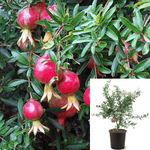 Punica Gran Wonderful Bush 5Gallon Punica Granatum Foothill Early Plant Fruit Tree Live Plant Gr7