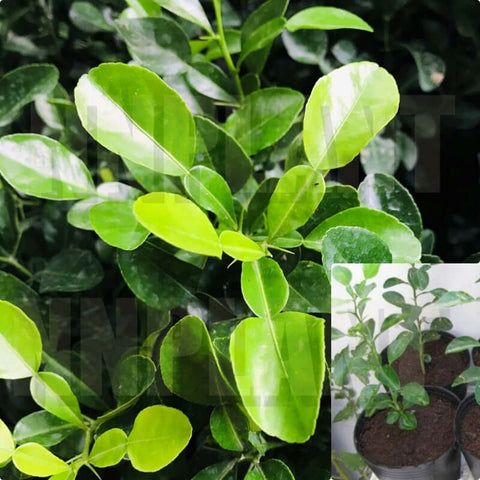 Citrus Hystrix Lime Leaf 5 Gallon Plant Thai Food Lemon Lim Plant Kaffir Lime Thai Citrus Lime Plant  edible Leaves
