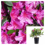Azalea Southern Indica Pink Lace 5Gallon Azalea Formosa Phoenicia Pink 5Gallon Pink Southern Indica Azalea Live Plant Gg