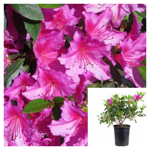 Azalea Wards Ruby 5Gallon Pink Laceazalea Formosa Phoenicia Pink Southern Indica Azalea Live Plant Gg7