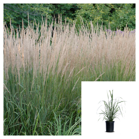 Calamagrostis Acut Karl Foerster 5Gallon Feather Reed Grass 5Gallon Live Mr7