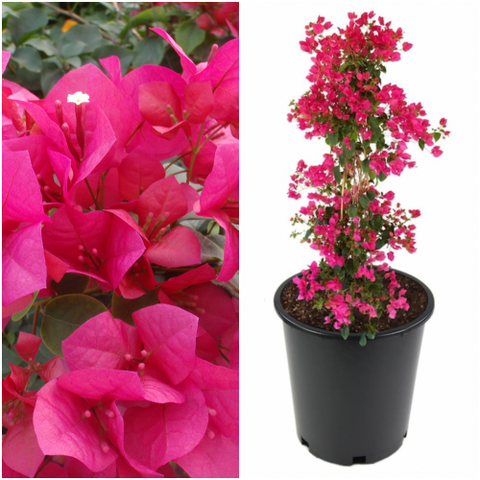 Boug Barbara Karst Espalier 5Gallon Boug Barbara Karst 5Gallon Plant Espalier Red Barbara Karst Bougainvillea Live Plant Outdoor Fr7