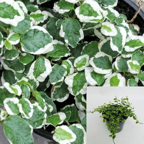 Ficus Repens Variegated Plant 4Inches Pot Variegated Creeping Fig Plant Indoor Live Plant Ht7 Best