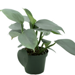 Philodendron Hastatum Plant 4Inches Pot Silver Sword Philodendron Plant Houseplant Plant