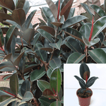 Rubber Black Bungady 4Inches Pot Plant Ficus Elastica Rubber Fig Rubber Plant Burgandy Rubber Tree Live Plant ht7