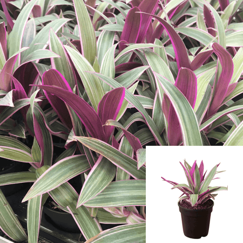 Rhoeo Tricolor Plant Dwarf 4Inches Pot Oyster Discolor Pink White Succulent Purple Moses Pur Ht7 Best