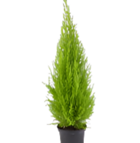 Cupressus Macrocarpa 5G7G Plant 7Gallon Monterey Cypress Fume Cypress Perfect Fragrant Oil Smell Perfume Ht7 Live Plant