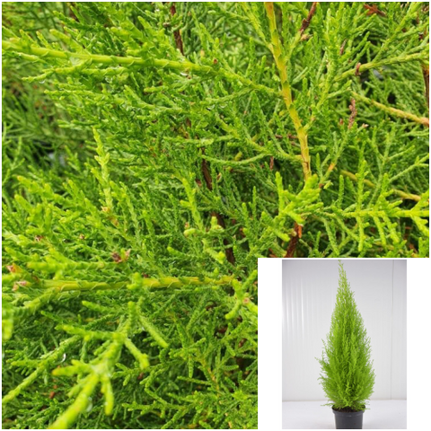 Cupressus Macrocarpa 5G7G Plant 7Gallon Monterey Cypress Fume Cypress Perfect Fragrant Oil Smell Perfume Ht7 Live Plant