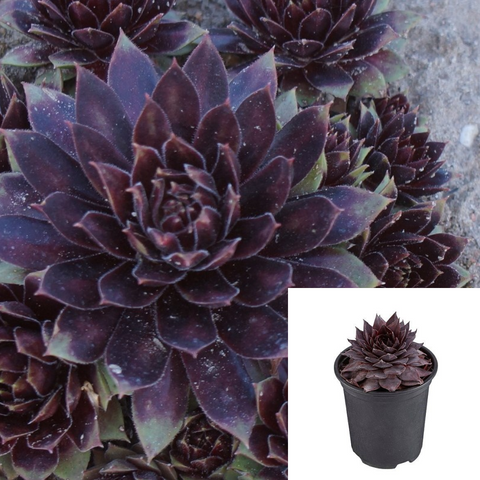 Sempervivum Black Plant 4Inches Pot Sempervivum Black Hens And Chicks Plant Succulent Drought Tolerant Live Plant Ht7 Best
