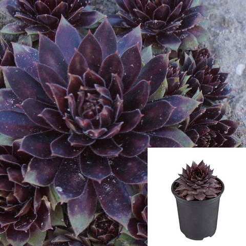 Sempervivum Black Plant 4Inches Pot Sempervivum Black Hens And Chicks Plant Succulent Drought Tolerant Live Plant Ht7