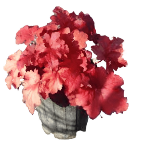 Heuchera Fire Alarm 1 Gallon Pot Coral Bells Red Plant Grass Live Plant Ho7