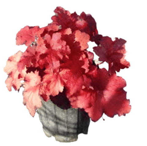 Heuchera Fire Alarm 1Gallon Pot Coral Bells Red Plant Grass Live Plant Ho7