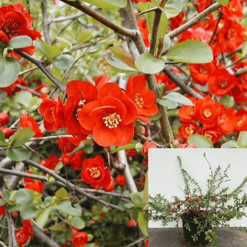 Chaenomeles Hybrid Texas Scarlet 5Gallon Flowering Quince Orange Red Live Plant Ht7