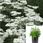 Achillea New Vintage White 1Gallon Yarrow Plant Achillea Millefolium Ya Live Plant Mr7