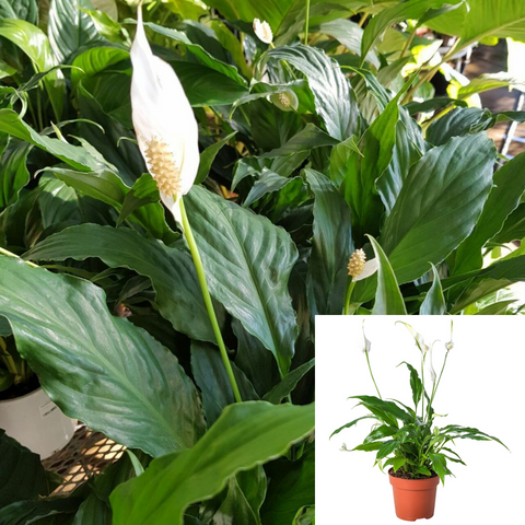 Spath Chopin Plant 6Inches Pot Spathiphyllum Chopin Peace Lily Plant House Live plant