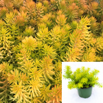 Sedum Angelina Stonecrop Yellow Foliage Plant Succulent Rupestre Angelina 6Packs Of 2Inches Pott Ht7 Best