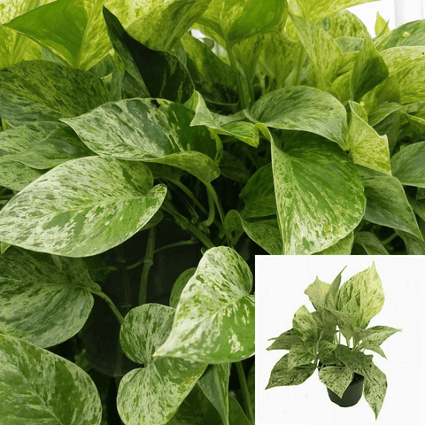 Epipremnum Aureum Marble Queen Pothos Hanging white potho 6Inches Pot Plant Golden Pothos Money