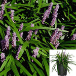 Liriope Gigantea 1Gallon Green Liriope Gigantea Turf Lily 1Gallon Liriop Cute Purple Flower E Grass Ground Covering Live Plant