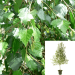 Betula Pendula 5Gallon Betula Plant European White Birch Betula Pendula Plant Silver Birch 5Gallon 4 - 6Ft Live Plant