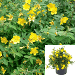 Hypericum Patulum Hidcote 5Gallon St Johnswort Yellow Live Plant Outdoor Mr7