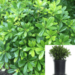 Pittosporum Tobira Wheelers Dwarf 1Gallon Dwarf Tobira Japanese Mock Orange 1Gallon Shrub Live Plant Ho7
