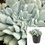 Echeveria Runyonii Topsy Turvy 1 Gallon Agavaceae Succulent Drought Tolerant Live Plant
