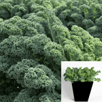 Kale Prizm Plant 6Inches Pot Curly Kale live plant veggies