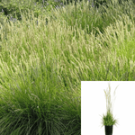 Calamagrostis Foliosa 1Gallon Leafy Reed Grass Plant Outdoor Grass Live Plant Fr7
