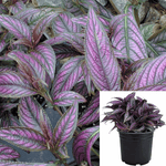 Pesian Silver Purple 12-16Inches Tall Plant Shield Strobilanthes Dyerianus Deep Purple 1Gallon Live Plant Ht7