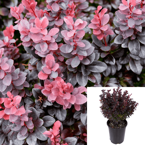 Berberis Concorde 1Gallon Concorde Japanese Barberry Plant Pink Berberis Concorde Shrubs Live Plant