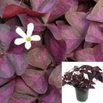 Shamrock Red 6Inches Pot Plant Oxalis Acetosella Red Wood Sorrel Live Plant Ht7 Best