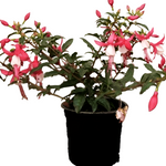 Fuchsia Swingtime 2 Gallon Ht7 Fuchsia Hybrid Swingtime Plant 1 1.5Ft Tall Flower Hanging Outdoor Live Plant
