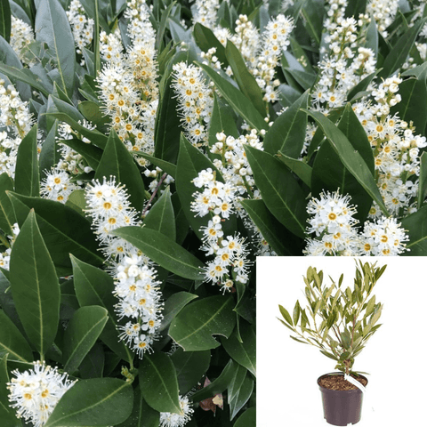 Prunus Laurocerasus Otto Luyken Plant 5Gallon Otto Luyken Cherry Laurel Plant Tree Outdoor Live Plant Ht7 Best