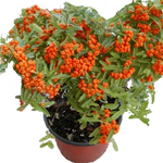 Pyracantha Fort Graberi Stalk Firethorn Red Cushion 5Gallon Firethorn Orange Red Column Pyracantha Live Plant Orange Red Ht7