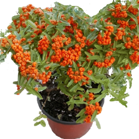 Pyracantha Graberi Staked 5Gallon Red Berries Shrub Cushion Firethorn Orange Red Column Pyracantha Live Plant Orange Red Ho7