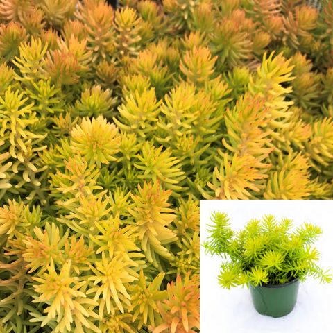 Sedum Angelina Stonecrop Yellow Foliage Ground Covering Plant Succulent Rupestre Angelina  6Packs Of 2Inches Pott Ht7 Best