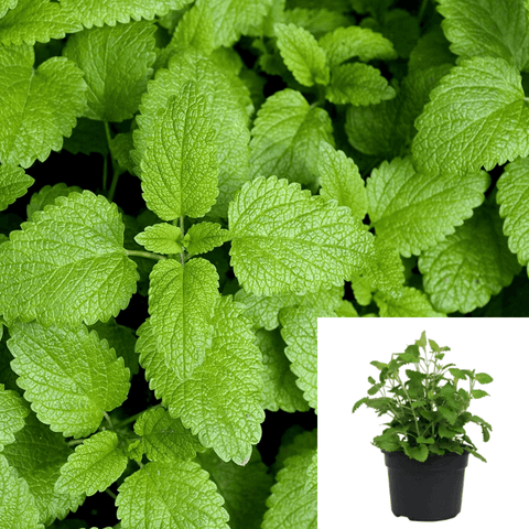 Lemon Balm Plant Herbdbal Melissa Officinalis 1Gallon Pot Live Plant Frangan Plant Pv7Ht7 Best