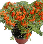 Pyracantha K Santa Cruz Plant Orange Red Santa Cruz Firethorn 1Gallon A+ Live Pl Fr7