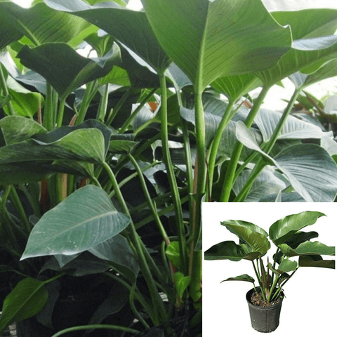 Green Congo Indoor Phidenphidon Large Leaf 10Inches Pot 3-4 ft Tall Live Plant Ht7