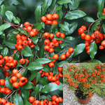 Pyracantha Coccinea Wyattii Plant Scarlet Firethorn Orange Red 5Gallon Shrub Live Plant Orange Red Berries Hedge Ho7