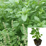 Basil Lemon Plant 4Inches Pot Hoary Basil Plant Thai Lemon Basil Plant Live Ocimum Basilicum Ht7